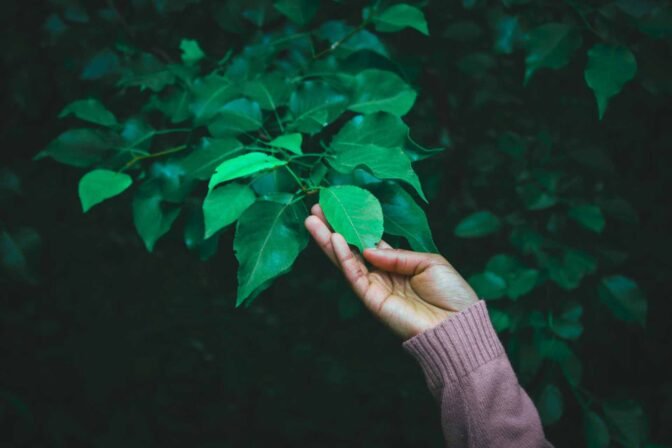 Green Spaces, Healthy Future